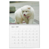 2025 Samoyed Hund Kalender (Mär 2027)