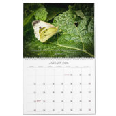2025 Schmetterlingsbuch des Psalm-Kalenders Kalender (Jan 2026)