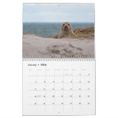 2025 Sea Lion Siegels Calendar Kalender (Jan 2026)