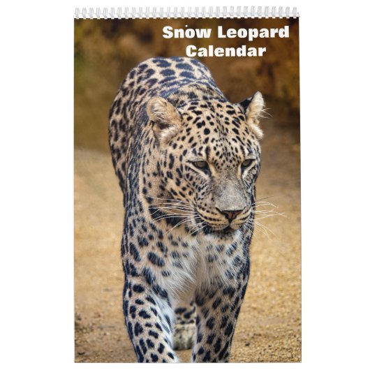 2025 Snow Leopard-Kalender Kalender (Titelbild)
