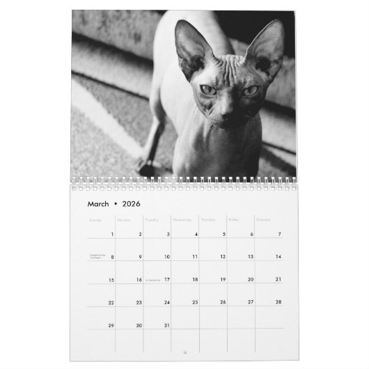 2025 Sphynx Kitten Kalender (Mär 2026)