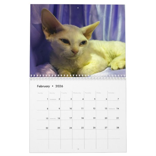 2025 Sphynx Kitten Kalender (Feb 2026)
