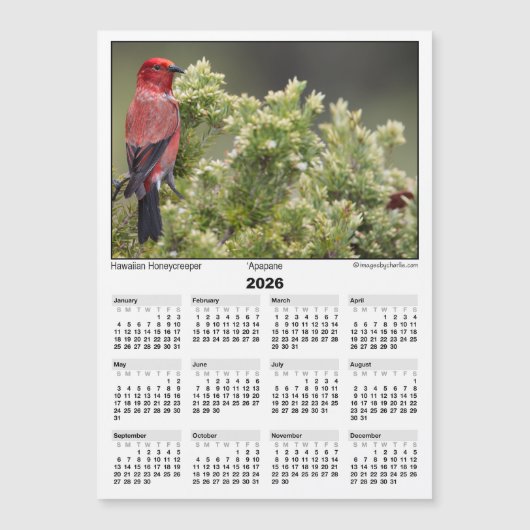 2026 5x7 Magnet Calendar Apapane Hawaiian Bird (Vorderseite)