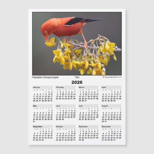 2026 5x7 Magnet Calendar Iiwi Hawaiian Bird (Vorderseite)