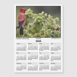 2026 5x7 Magnet-Kalender Apapane Hawaiianischer Vo Magnetkarte