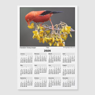 2026 5x7 Magnet Kalender Iiwi Hawaiianischer Vogel