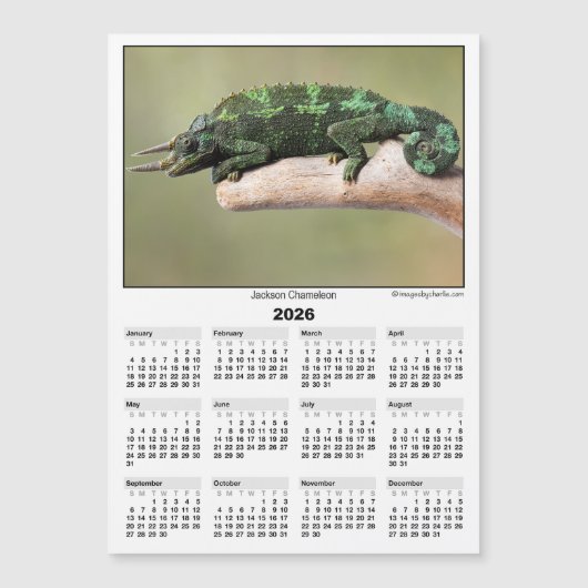 2026 5x7 Magnet Kalender Jackson Chamäleon (Vorderseite)