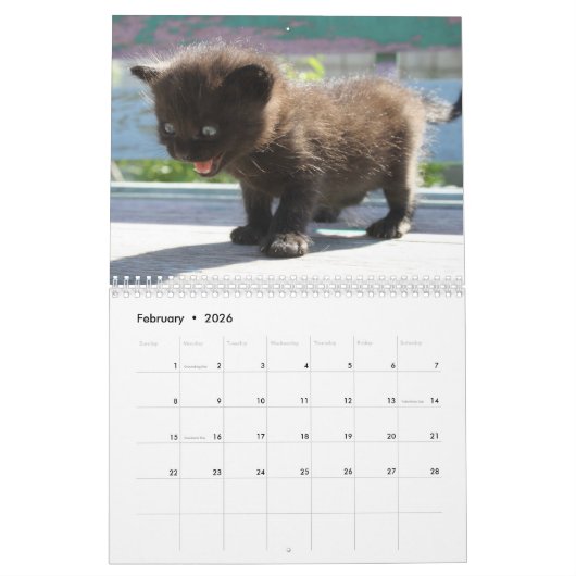 2026 Adorable Kittens Zwölf Monate Katze Kalender (Feb 2026)