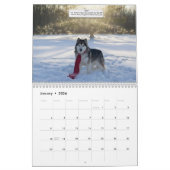 2026 Alaskan Malamute Club of America Calendar Kalender (Jan 2026)