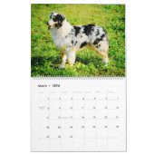 2026 Australian Shepherd Cattle Dogs Aussies Gift Kalender (Mär 2026)