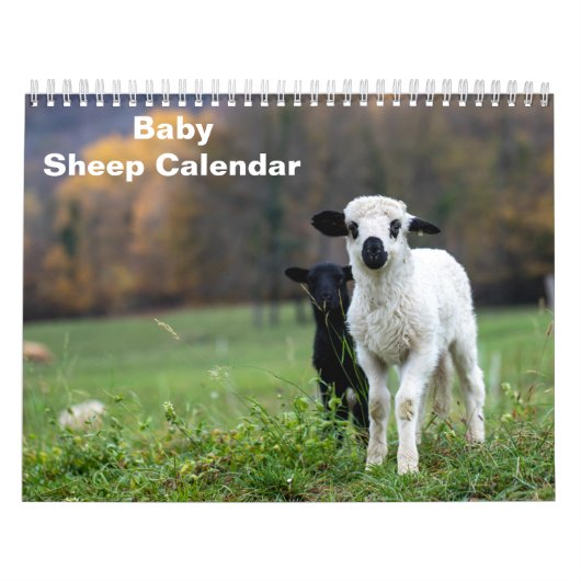 2026 Baby-Schaf Lamm Kalender (Titelbild)