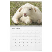 2026 Baby-Schaf Lamm Kalender (Mär 2027)