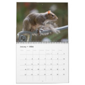 2026 Eichhörnchen-Foto-Mauerkalender Kalender (Jan 2026)