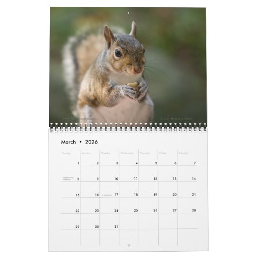 2026 Eichhörnchen-Foto-Mauerkalender Kalender (Mär 2026)