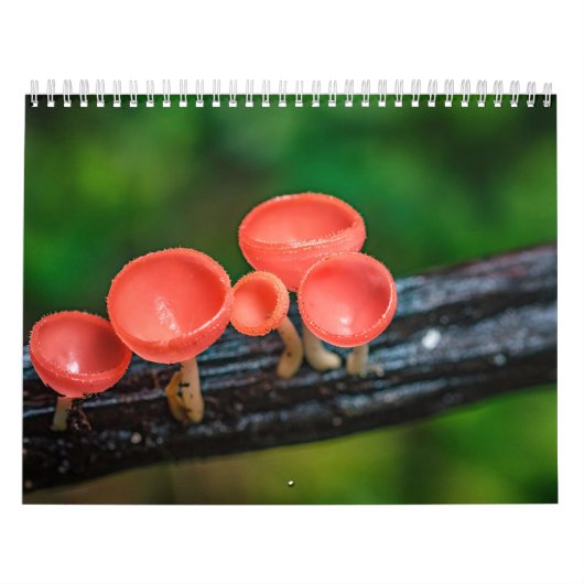 2026 Enchanted Mushroom Photo Kalender (Titelbild)