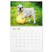 2026 English Bulldog British American Bully Gift Kalender (Mär 2026)