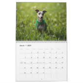 2026 Italian Greyhound Wall Calendar  Kalender (Mär 2027)