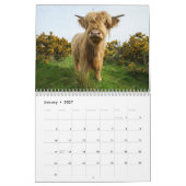 2026 Kühe im Hochland Kalender (Jan 2027)