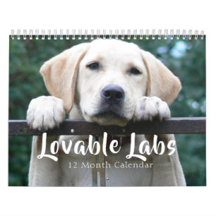 2026 Lovable Labrador Retriever Dog Kalender