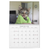 2026 Love & Hisses Calendar - the Britty Bunch Kalender (Feb 2026)