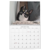 2026 Love & Hisses Calendar - the Foundlings Kalender (Jan 2026)