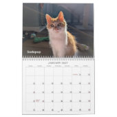 2026 Love & Hisses Kalender - die Pops (Jan 2027)