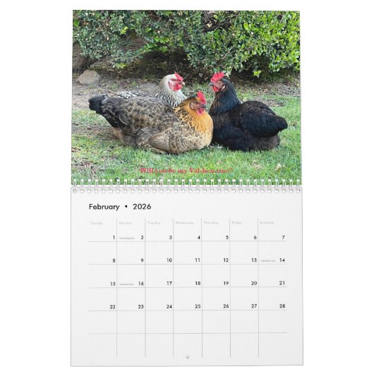 2026 Neighborhood Chicken Calendar Kalender (Feb 2026)