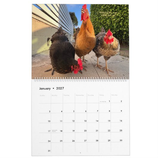 2026 Neighborhood Chicken Kalender - Großformat (Jan 2027)