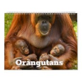 2026 Orangutan Schätze: Ein Jahr der sanften Riese Kalender (Titelbild)
