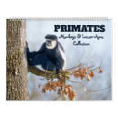 2026 Primate - Affen & Kleinaffen Kalender (Titelbild)