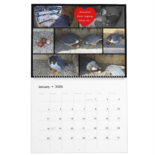 2026 Rfalconcam Calendar Kalender (Jan 2026)
