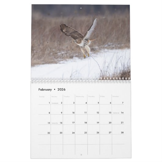 2026 Rot-Schwanz-Falken im Hudson-Tal Kalender (Feb 2026)