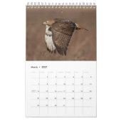 2026 Rotschwanzfalken Kalender (Mär 2027)