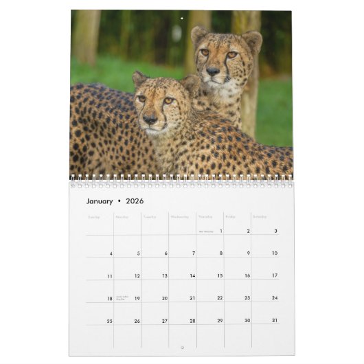 2026 Schnell und schön: Cheetah Collection Kalender (Jan 2026)