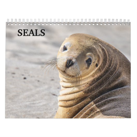 2026-Seelöwen-Kalender Kalender (Titelbild)