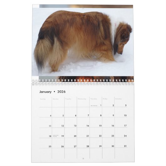 2026 Sheltie Calendar Kalender (Jan 2026)