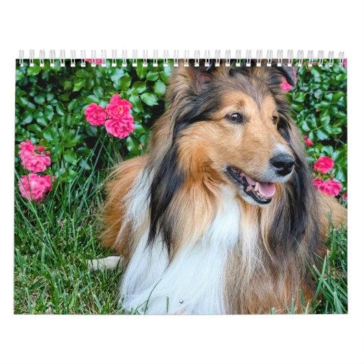 2026 Sheltie-Kalender Kalender (Titelbild)