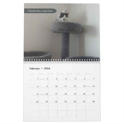 2026 silly cat Calendar Kalender (Feb 2026)