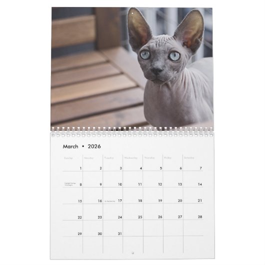 2026 Sphynx Kitten Kalender (Mär 2026)