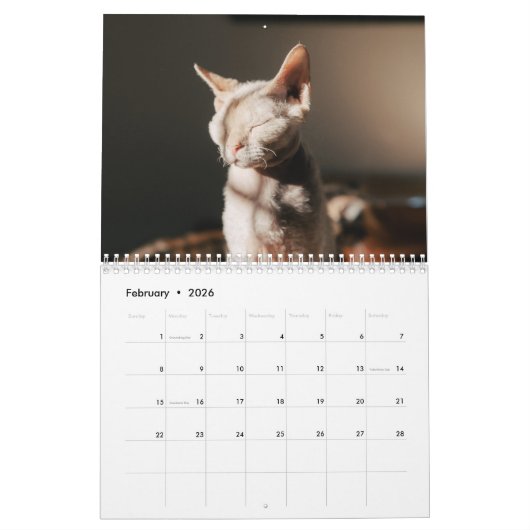 2026 Sphynx Kitten Kalender (Feb 2026)