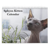 2026 Sphynx Kitten Kalender (Titelbild)
