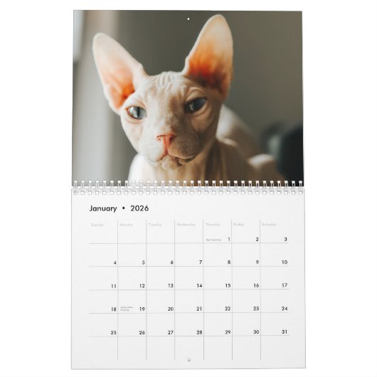 2026 Sphynx Kitten Kalender (Jan 2026)