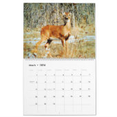 2026 Weißwedelhirsch-Aquarellmalerei Wildtiere Kalender (Mär 2026)