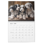 2027 Bearded Collies Kalender (Mär 2027)