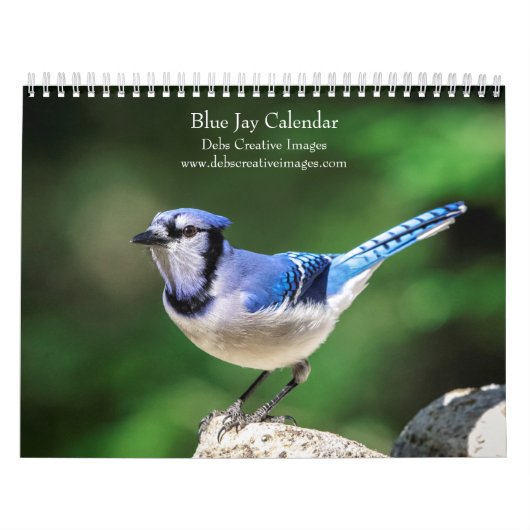 2027 Blauraben | Hinterhof-Vogel-Fotografie Kalender (Titelbild)