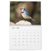 2027 Blauraben | Hinterhof-Vogel-Fotografie Kalender (Mär 2027)