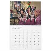 2027 Boston Terrier Hund Kalender (Jan 2027)