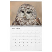 2027 Eulen Nordamerikas | Tierfotografie Kalender (Mär 2027)