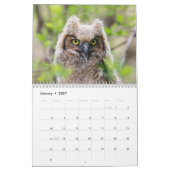 2027 Eulen Nordamerikas | Tierfotografie Kalender (Jan 2027)