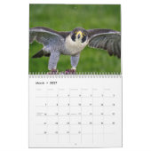 2027 Falken | Meister der Geschwindigkeit und des Kalender (Mär 2027)